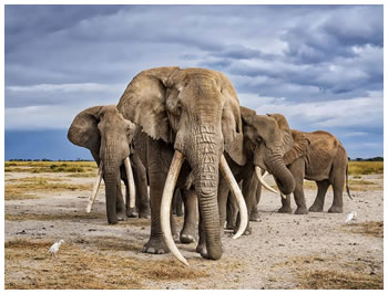 A herd of Elephant Bull - Amboseli National Park, Kenya